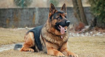 Insecurity: Dogs ’employed’ to protect boarding schools in Buhari’s home state