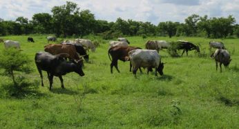 Anti-Open Grazing: Benue council to prosecute people who buy cattle from sellers in the bush