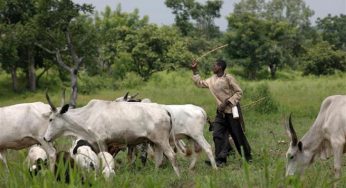 Herdsmen crisis: Bill to amend Benue’s grazing law passes first reading