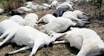 Drama as Fulani cows die mysteriously after eating poisonous grass in Taraba