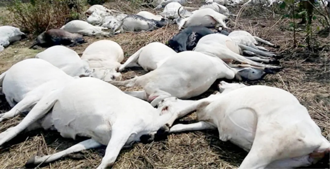 Drama as Fulani cows die mysteriously after eating poisonous grass in Taraba