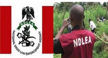 Recruitment: NDLEA releases names of candidates for final screening (See full list)