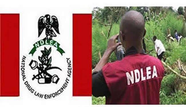 Recruitment: NDLEA releases names of candidates for final screening (See full list)