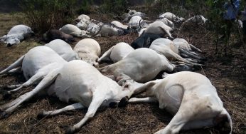 How Nigerian military allegedly killed over 1,000 cows in Nasarawa