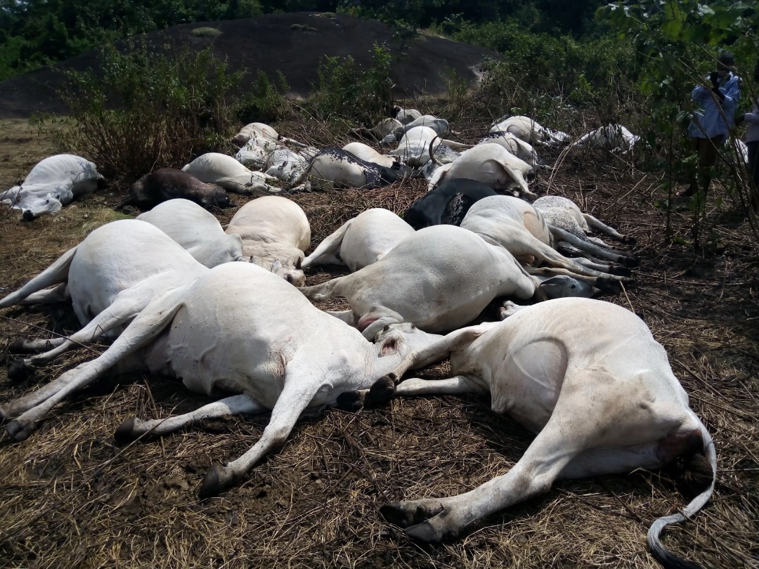 How Nigerian military allegedly killed over 1,000 cows in Nasarawa