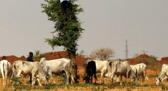 Nigerian Fulani only carry cutlasses to cut grass for their cows – Buhari insists