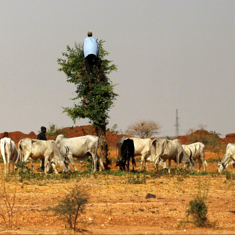 Nigerian Fulani only carry cutlasses to cut grass for their cows – Buhari insists