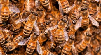 Bees sting man to death in Otukpo