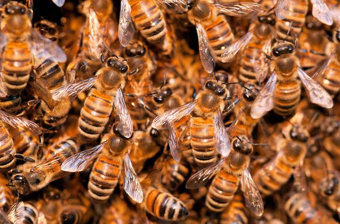 Bees sting man to death in Otukpo