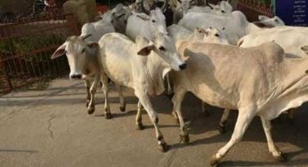 How traditionalists allegedly used ‘juju’ to chase cows out of Ondo community