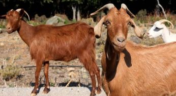 Three remanded for allegedly stealing goats in Ebonyi