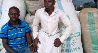 Police arrest two major drug dealers in Adamawa