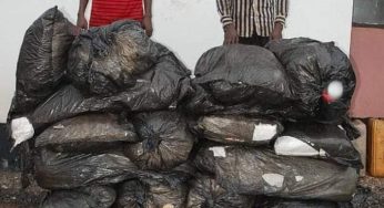 NDLEA arrests drug dealers, recover illicit drugs in Anambra, others