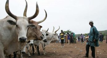 Fighter jet kills 1500 cows in Taraba