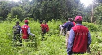 NDLEA declares Osun cannabis-producing state, destroys 24,486 tons of narcotics