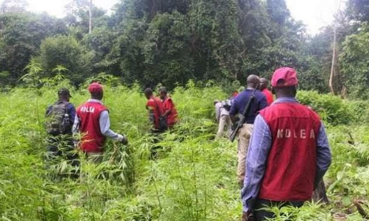 NDLEA declares Osun cannabis-producing state, destroys 24,486 tons of narcotics