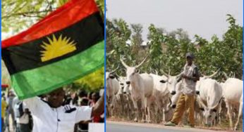 IPOB bans cows in Southeast