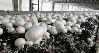 Secrets on how to rake in millions from mushroom farming in Nigeria