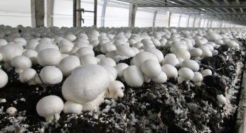 Economic importance of mushroom farming in Nigeria