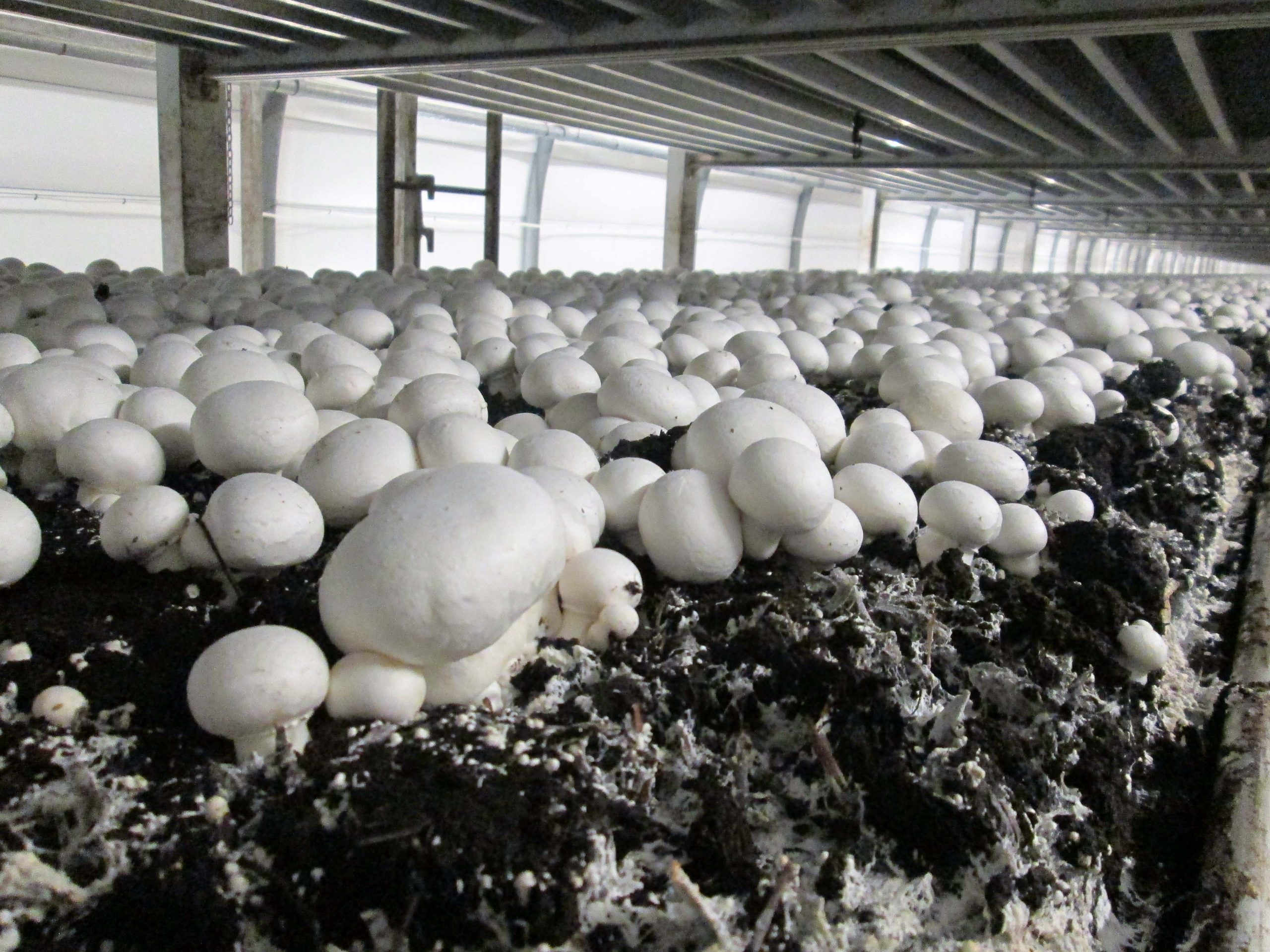 Economic importance of mushroom farming in Nigeria