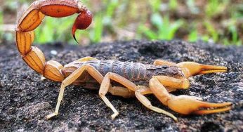 Natural and easy ways to treat scorpion sting at home