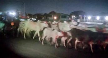 Tension as Amotekun chases herd of cattle out of Osun