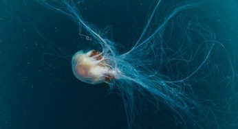 Boy dies after jellyfish stings, wraps huge tentacles around him