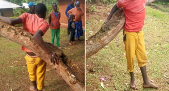 Collins Sambaya: Teenager nailed to tree for allegedly stealing radio