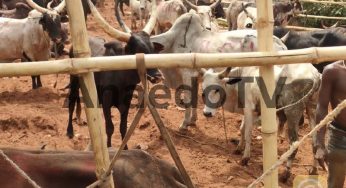 Keystone, Fidelity bank, others donate over 173 Cows to Innoson for mother’s burial (Photos)