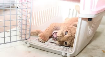 NESREA seizes lion cub, arrests 2 illegal wildlife traders in Abuja