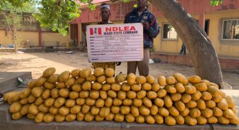 22,160kg codeine, Mkpuru Mmiri, skunk seized at Lagos seaport, Mushin raids