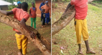 Collins Sambaya: My son is not a thief – Grandpa of boy nailed to tree