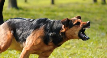 Drama as Councillor, Ibrahim Mai Farare chases govt officials with dogs, thugs in Niger