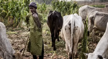 Six killed, many injured as farmers, herders clash in Jigawa