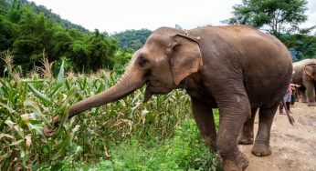 Elephants destroy farmland, injure farmer in Ogun — Lawmaker raises alarm