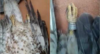 Strange bird with cipher ring falls from sky in Ondo