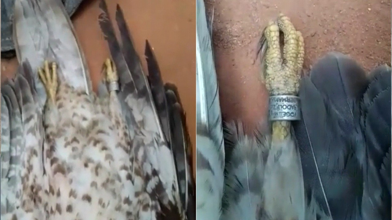 Strange bird with cipher ring falls from sky in Ondo