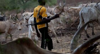 Benue monarch cries out as herdsmen kill 390 villagers