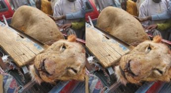 Hunters kill lion in Sambisa Forest