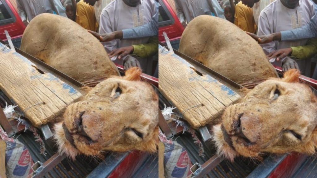 Hunters kill lion in Sambisa Forest