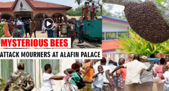 How Mysterious bees attacked people at Alaafin of Oyo Palace (WATCH)