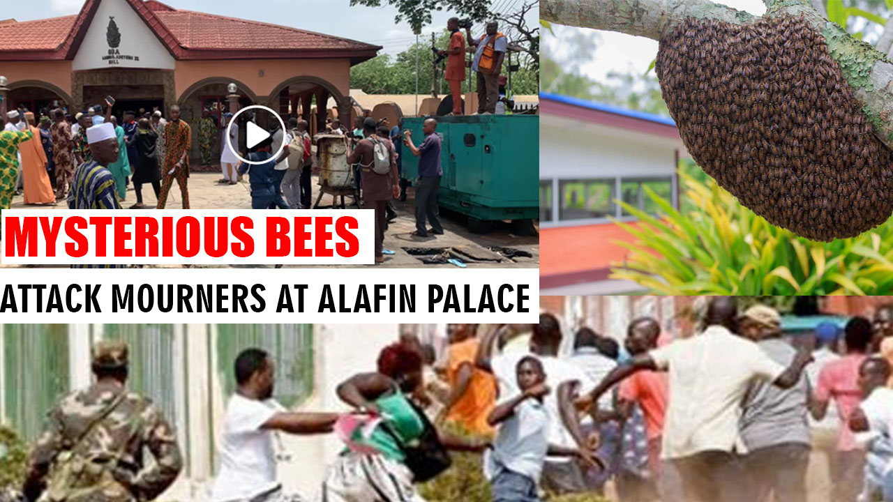 How Mysterious bees attacked people at Alaafin of Oyo Palace (WATCH)