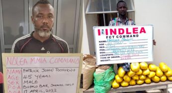 NDLEA seizes 88,734 Tramadol caps, cracks in Benue, Abuja, others