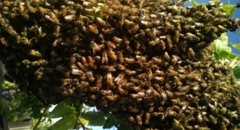 Bees sting Nomadic Primary school pupil to death in Kano