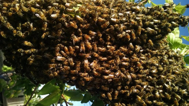 Bees sting Nomadic Primary school pupil to death in Kano