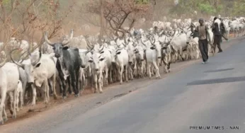 Fulani herdsmen have taken over Igbo land – IPOB raises alarm