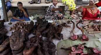 Monkeypox: Fed Govt bans sale, eating of bush meat