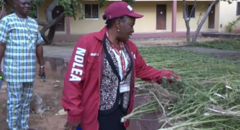 NDLEA uncovers cannabis farm in Benue, arrests six persons