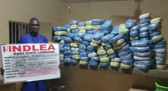 NDLEA arrests airport cleaner, Ohiagu Sunday who leads drug syndicate