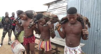 3 arrested, paraded for stealing goats in Benue community (Photos)